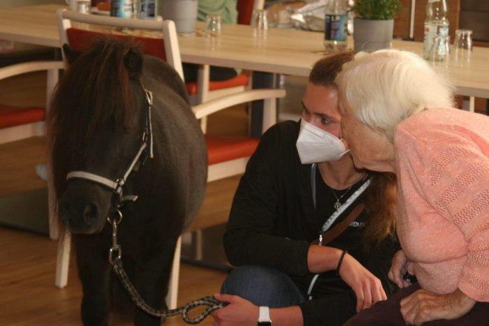 Therapiepony Piet mit ehemaliger Freiwilligen Celine und einer älteren Dame.